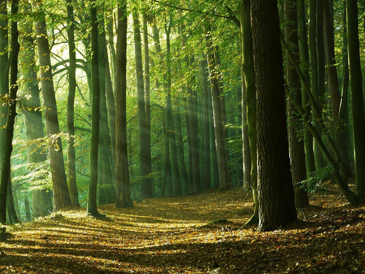 Waldschenke Stendenitz Uebernachten Im Wald Am See ノイルピーン エクステリア 写真